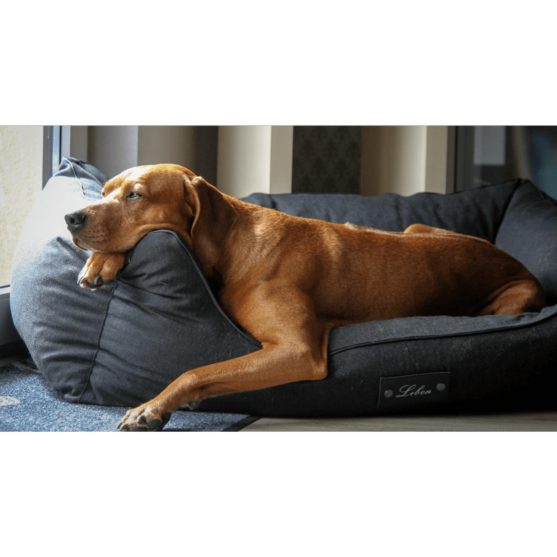 Lebon Carl Plus mit Hund 2