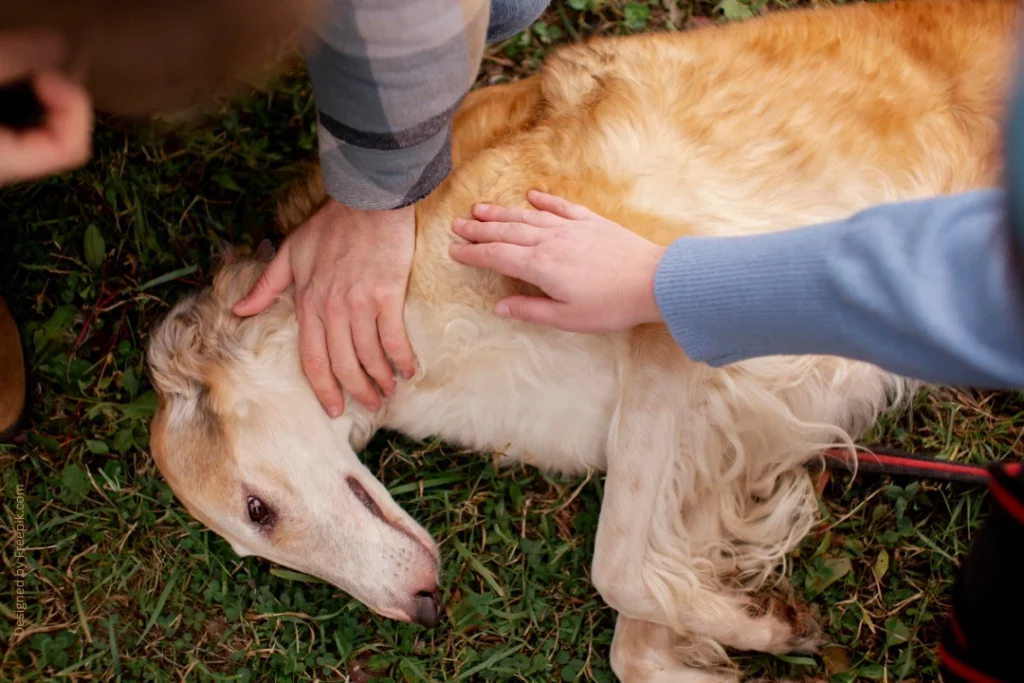 Epilepsie bei Hunden  Ursachen, Symptome & Behandlung
